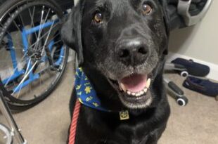 Lorraine and Diesel lead charity walk at Avocet House