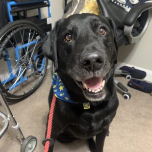 Lorraine and Diesel lead charity walk at Avocet House